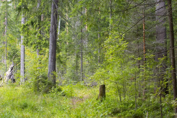 Environmental-friendly wood. The green nature of the forest.
