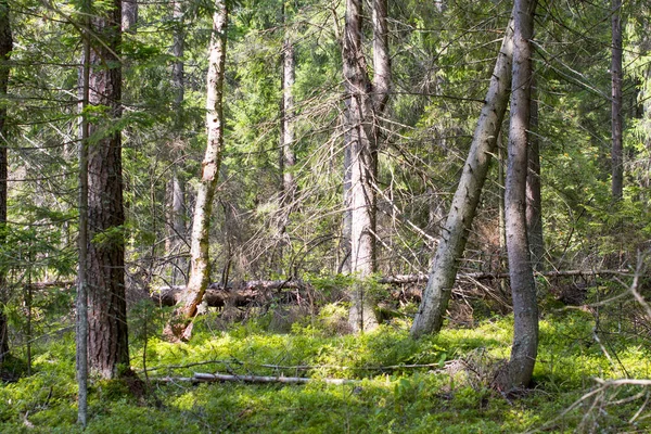 Environmental-friendly wood. The green nature of the forest.