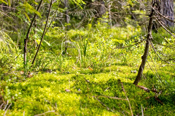 Environmental-friendly wood. The green nature of the forest.