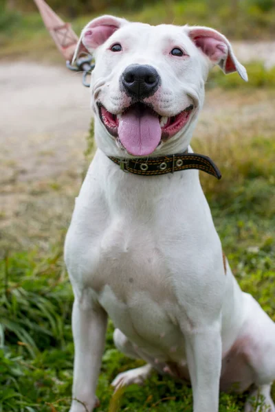 Walking large dogs on a green summer field national dog day. American Staffordshire Terrier beautiful Pets