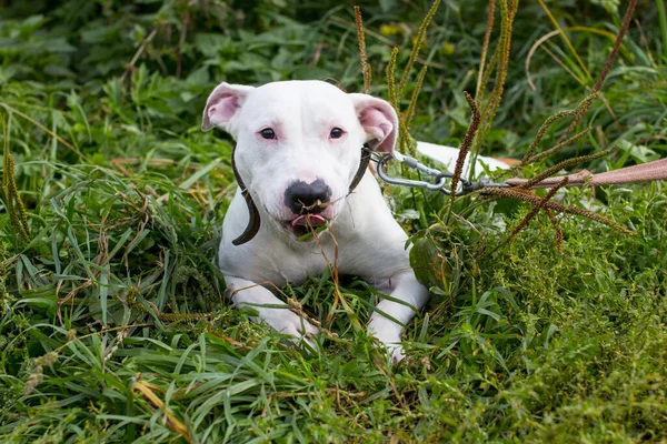 Walking large dogs on a green summer field national dog day. American Staffordshire Terrier beautiful Pets