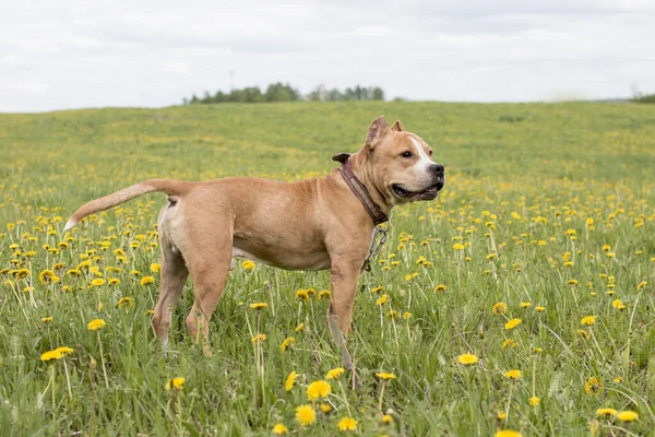 Walking large dogs on a green summer field national dog day. American Staffordshire Terrier beautiful Pets