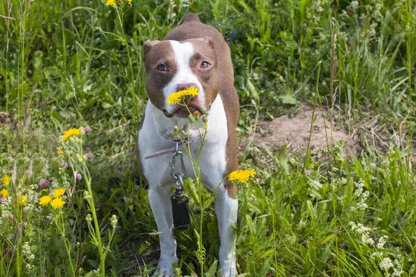 Walking large dogs on a green summer field national dog day. American Staffordshire Terrier beautiful Pets