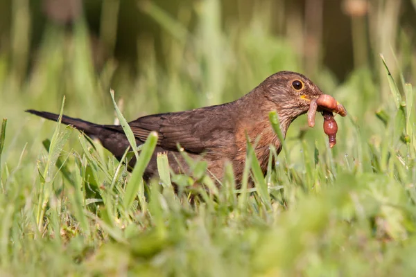 Av (solucan Lumbricus terrestris) bir yeşil çim çayır çekici bir genç kadın ortak karatavuk (Turdus merula).