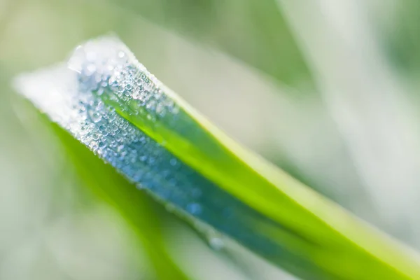 Yağmur su yeşil arka plana sahip yeşil bir yaprak, bir yakın çekim kadar bırakır. Işık yansıtan ve masaüstü arka planı olarak kullanılan ilginç sanat oluşturma sabah güneşin parlayan.