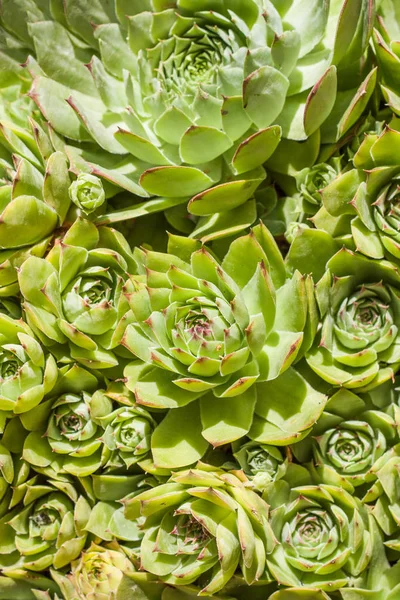 Sempervivum houseleeks bilinen Crassulaceae ailesindeki bir çiçekli bitkidir. Bilinen diğer adları liveforever ve tavuk ve civciv içerir. Kuru ve güneşli bir alanda yeşil bitkiler.
