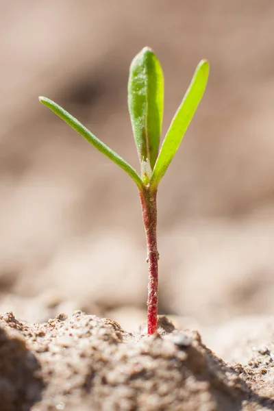 İlkbaharda, Genç yeni hayat dışında Bahçe veya alan kuru toprakta büyüyen bir bitkinin yaprakları.