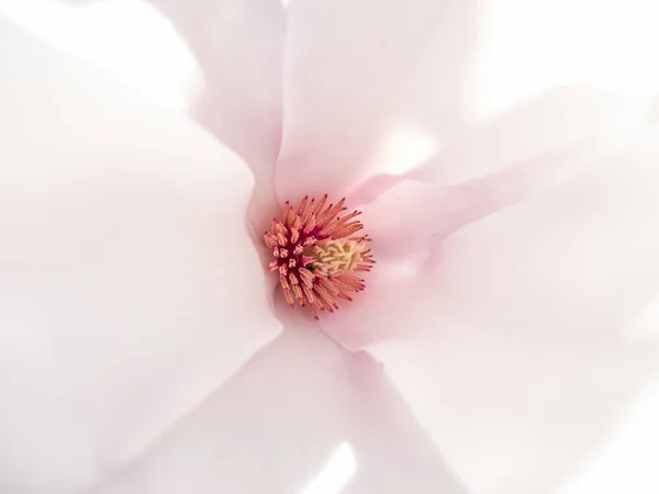 Closeup Magnolia Flower Bloom Bright Pink Petals Abstract Macro Shot — Stock Photo, Image