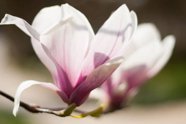 İki Manolya çiçek çiçek kapatın. Mor, pembe ve yeşil bir arka plan üzerine beyaz. Erken ilkbaharda Mart.