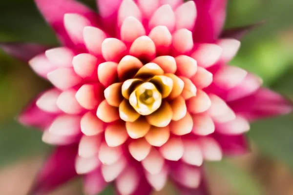 Yakın bir tropikal Botanik Bahçesi ve sera ananasgiller aileden bir bitkinin kadar ilginç. Ayrıca bir dekoratif saksı bitkisi olarak kullanılan.