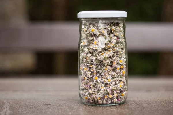 Kuru papatya çiçekler koyu ahşap bir masa üzerinde bir cam kavanoza. Bellis lerdeki çiçek başları çay formundaki ilaç olarak soğuk algınlığı, bronşit ve iltihapları için bitkisel ilaç olarak kullanılan kurutulmuş.