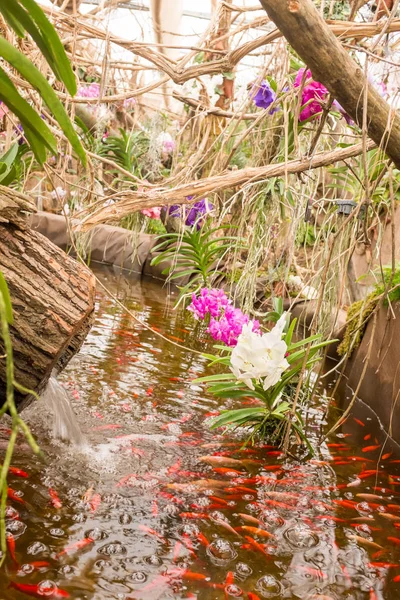 Farklı tür orkide bir tropik bahçe cenneti. Kırmızı koi balık bloom, yosun ve kuru ağaç egzotik bitkiler tarafından çevrili bir havuzda.
