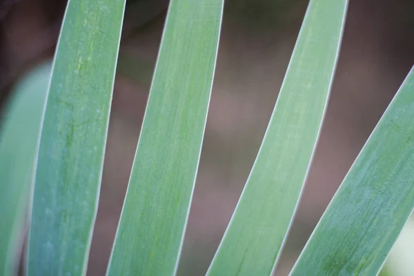 Soyut Iris bırakır. Hafif pastel renkli yaprak yeşil kahverengi bir arka plan üzerinde kapat.