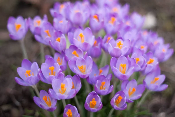 Mart ayı başlarında bahar başında gösteren güzel menekşe ve mor bitkisi çiçeği. Yakın, arka plan bulanık, çiçek mevsimlik Tema.