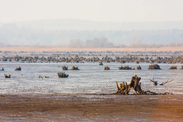 Bir manzara kuru kökleri ve ahşap ile ilginç bir bakış. Sel yönetmelik ve tarım arazileri sulaması için inşa bir su deposu kuru dibinde. Havzanın balık hasat için sonbaharda boşaltılır. Terk edilmiş arazi.