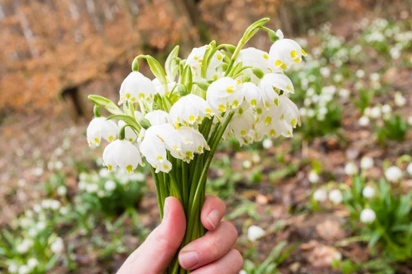 Taze erken ilkbaharda eski Avrupa ormanda elinde tutan güzel beyaz ve yeşil bahar kar taneleri buket aldım, Mart. Anneler günü, kadınlar günü, Sevgililer günü veya dünya günü sembol.