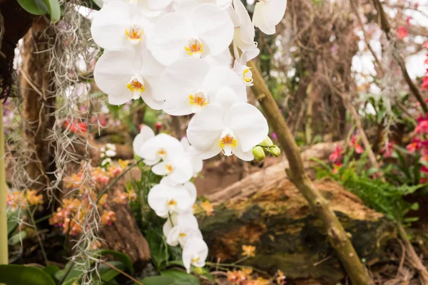 Farklı tür orkide bir tropik bahçe cenneti. Beyaz Phalaenopsis çiçek, ahşap ve bitkiler içinde belgili tanımlık geçmiş.