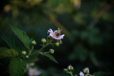 çalışkan arı çiçek