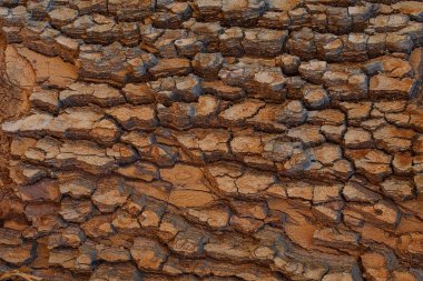 dokulu eski ağaç kabuğu