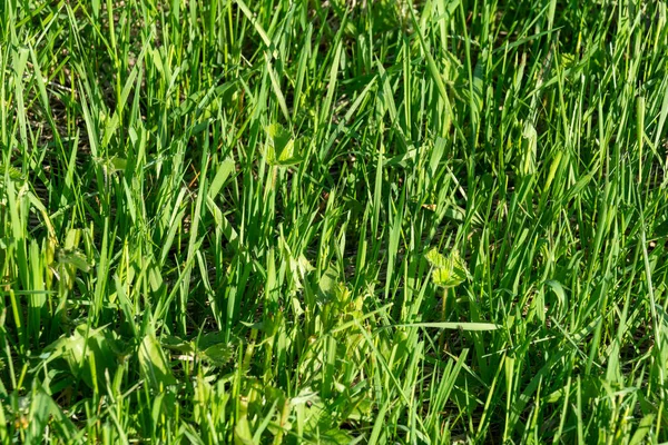 Grönt Gräs Närbild Abstrakt Grönt Gräs Bakgrund För Design Eller — Stockfoto