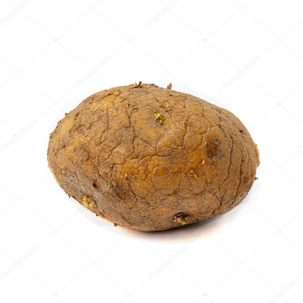 Old potato isolated on a white background. Potato from the last harvest.