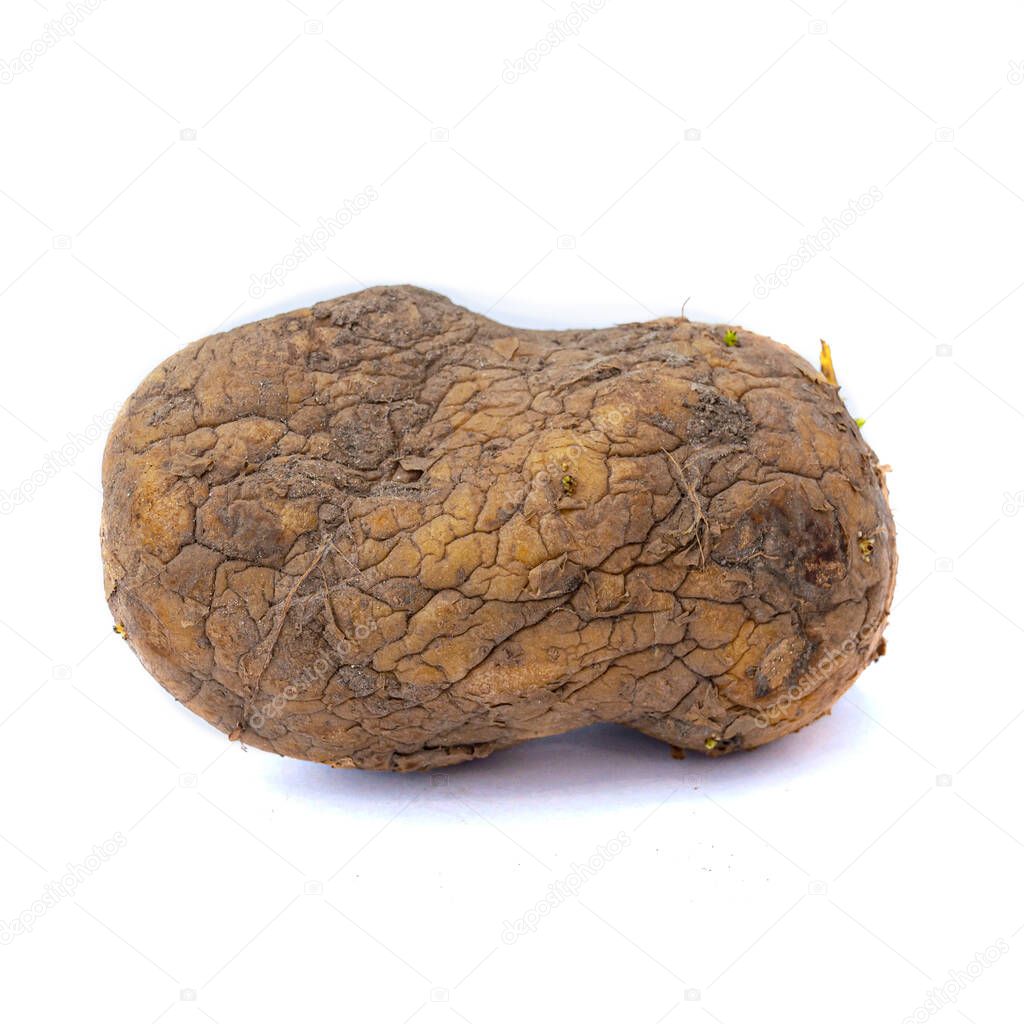 Old potato isolated on a white background. Potato from the last harvest.