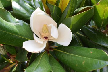 Tatlı güzel beyaz Manolya çiçek yeşil yapraklar