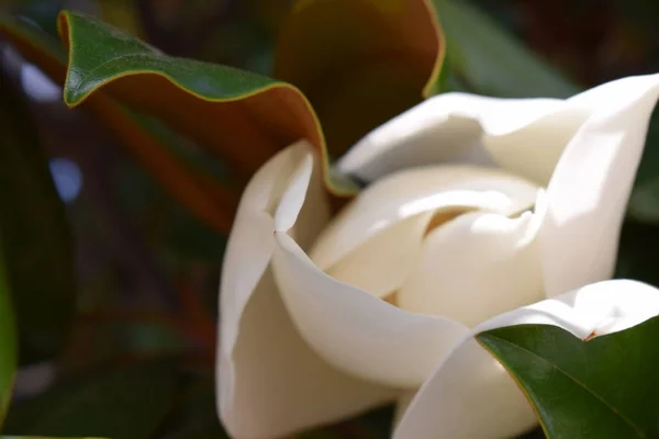 Schöne Weiße Magnolienblüte Mit Grünen Blättern Nahaufnahme — Stockfoto