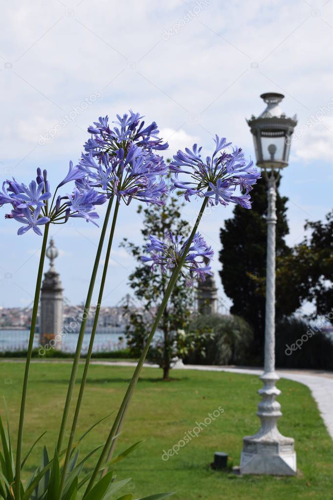 Blue flowers with an antique streetlight in the background, blue sky and garden in the back.