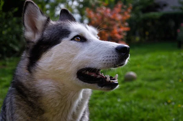 Siberian Husky Cão Esperando Atentamente Campo Gramado Com Uma Bola — Fotografia de Stock