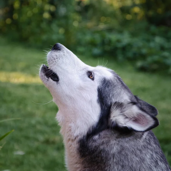 Siberian Husky Hund Yla Gräsbevuxen Bakgrund — Stockfoto