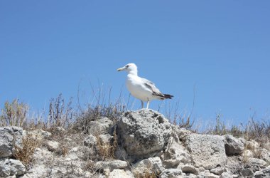 Mavi gökyüzüne karşı buzlu bir martı oturur. Yan görünümü ve alttan görünüm
