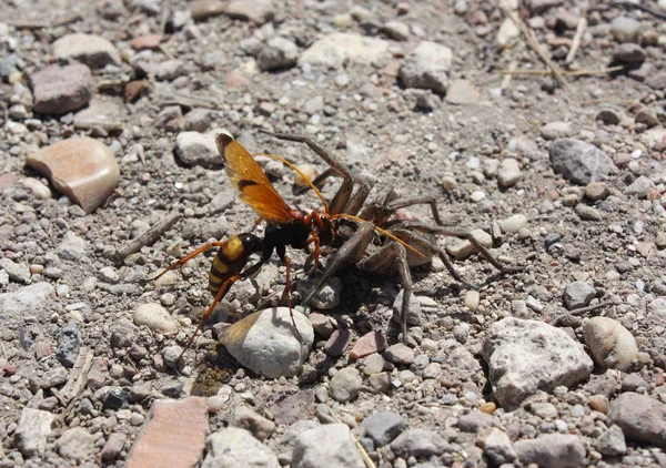 Une Araignée Bat Avec Une Abeille Une Abeille Sur Fond — Photo