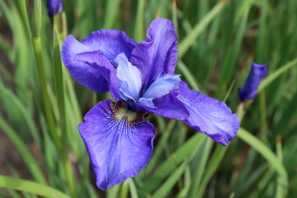 Vackra Blommande Lila Iris Sommarträdgården — Stockfoto