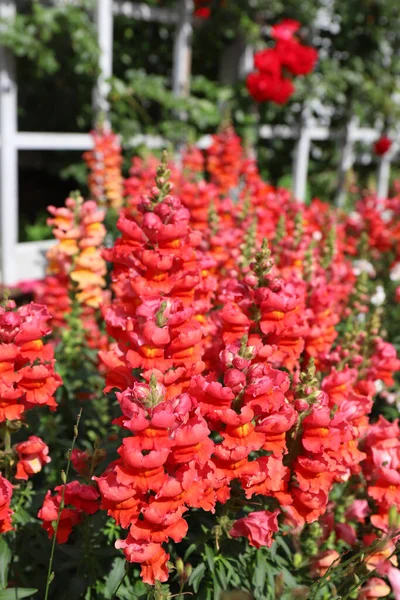 Bright dark pink flower snapdragon growing in a botanical garden