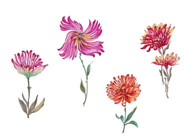 Güzel suluboya çiçek seti