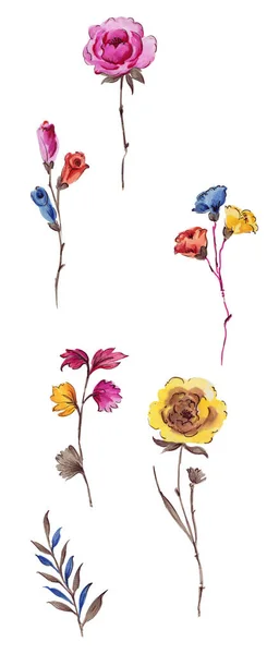 Mooie Aquarel Bloem Set — Stockfoto