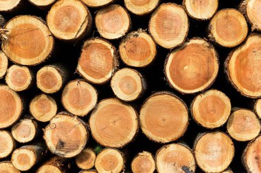 Ahşap bir orman düz görünümünde yığını