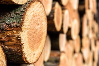 Ahşap bir ormandaki (selctive odak sideview yığını)