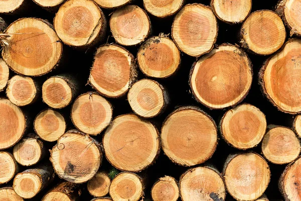 Ahşap bir orman düz görünümünde yığını