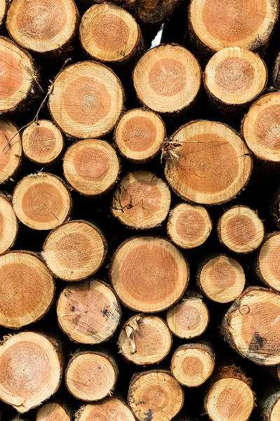 Ahşap bir orman düz görünümünde yığını