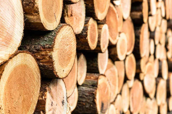 Ahşap bir ormandaki (selctive odak sideview yığını)