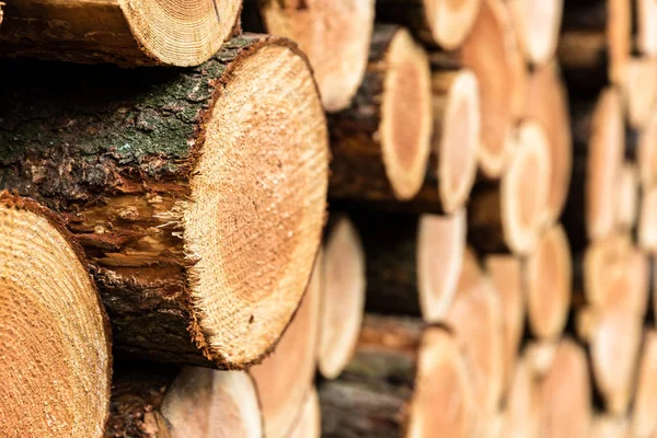 Ahşap bir ormandaki (selctive odak sideview yığını)