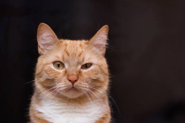 rufous kırmızı kedi şaşı siyah backgruond sevimli güzel güzel