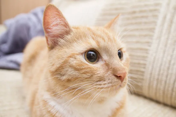 Rojo Gato Cara Lindo Bonito Precioso Sofá —  Fotos de Stock