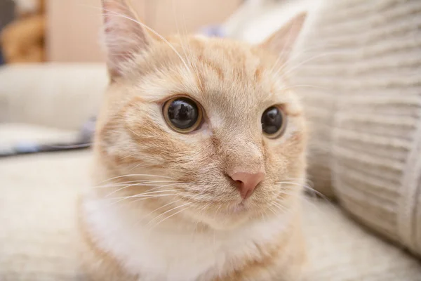 Rojo Gato Ojos Nariz Oídos Bonito Lindo —  Fotos de Stock