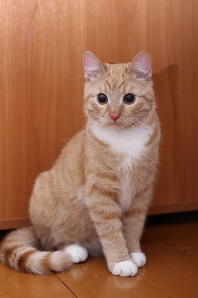 Pequeno Gato Vermelho Gatinho Senta Gloor — Fotografia de Stock