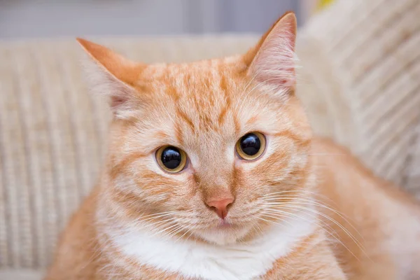 Gato Rojo Muy Lindo —  Fotos de Stock