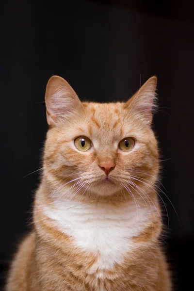Czerwony Kot Patrzeć Aparat Jest Bardzo Ładny Piękny Czarny Backgruond — Zdjęcie stockowe