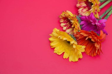 pembe arka plan sarı pembe kırmızı üst görünüm kopya alanı farklı renk gerneras